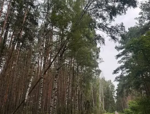 Drzewo pochylone nad drogą – interwencja służb