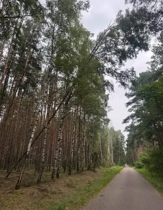 Drzewo pochylone nad drogą – interwencja służb