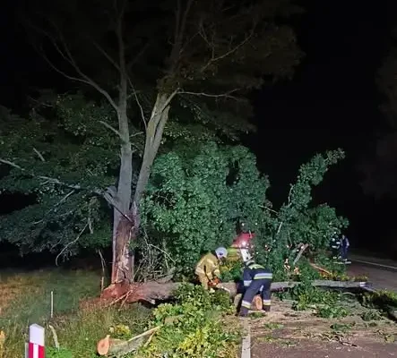 Drzewo powalone na drodze 645 – interwencja strażaków
