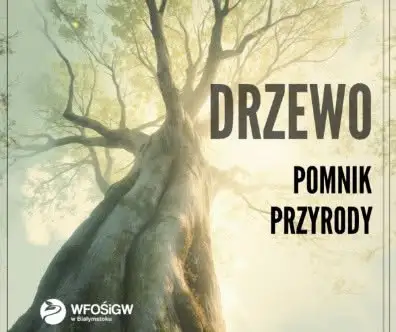 Wierzba „Maria” z Drozdowa przeszła pielęgnację. Zakończono prace przy pomniku przyrody
